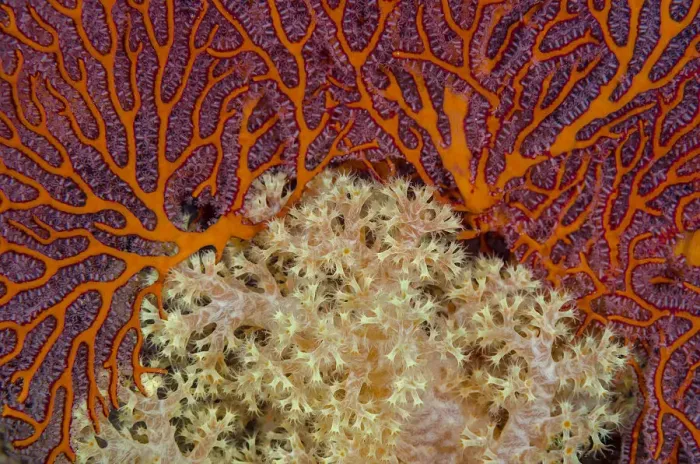 Framed Print : Fiji. Sea fan and soft corals. Credit as: Jones & Shimlock / Jaynes Gallery / DanitaDelimont Framed Print : Fiji. Sea fan and soft corals. Credit as: Jones & Shimlock / Jaynes Gallery / DanitaDelimont