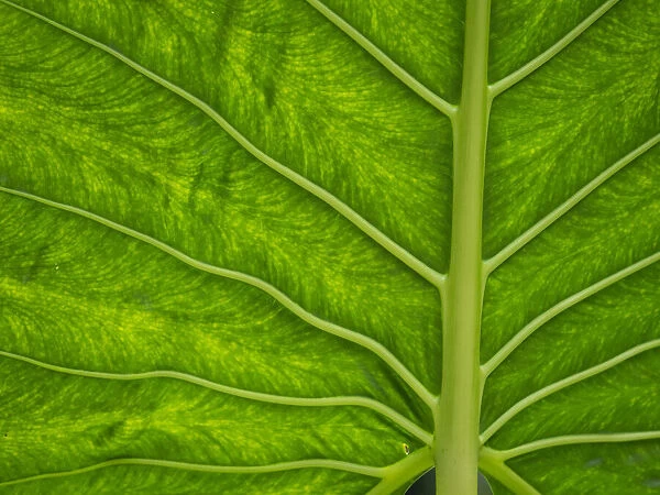 Fiji, Taveuni Island. Back-lit close-up of a green leaf showing veins