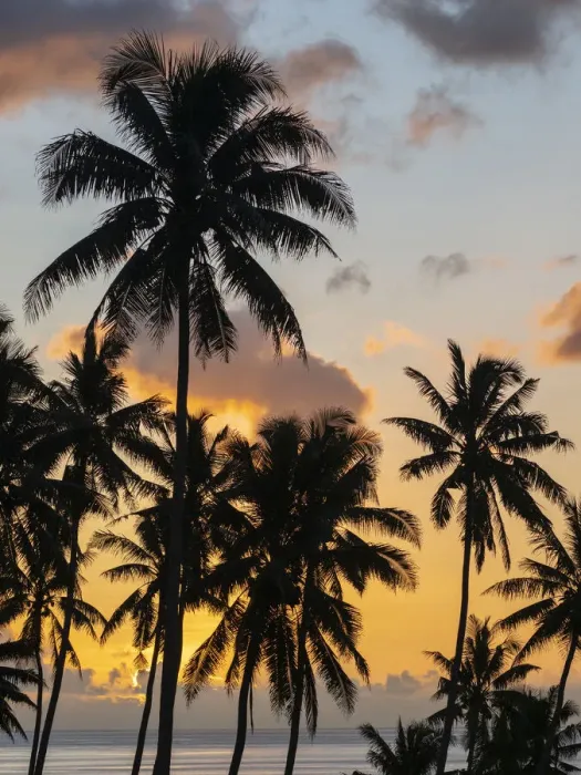 Framed Print : Fiji, Taveuni Island. Beach sunset with palm trees Framed Print : Fiji, Taveuni Island. Beach sunset with palm trees