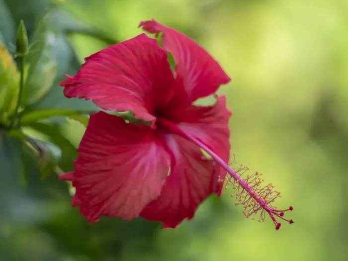 Framed Print : Fiji, Taveuni Island. Close-up of Hibiscus flower Framed Print : Fiji, Taveuni Island. Close-up of Hibiscus flower
