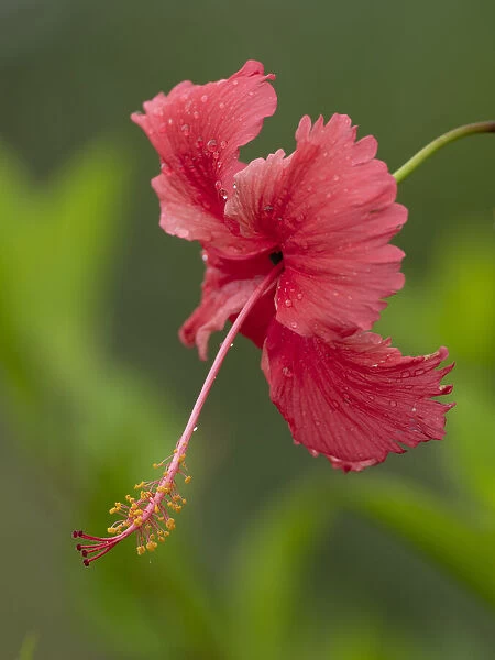 Fiji, Taveuni Island. Close-up of hibiscus flower