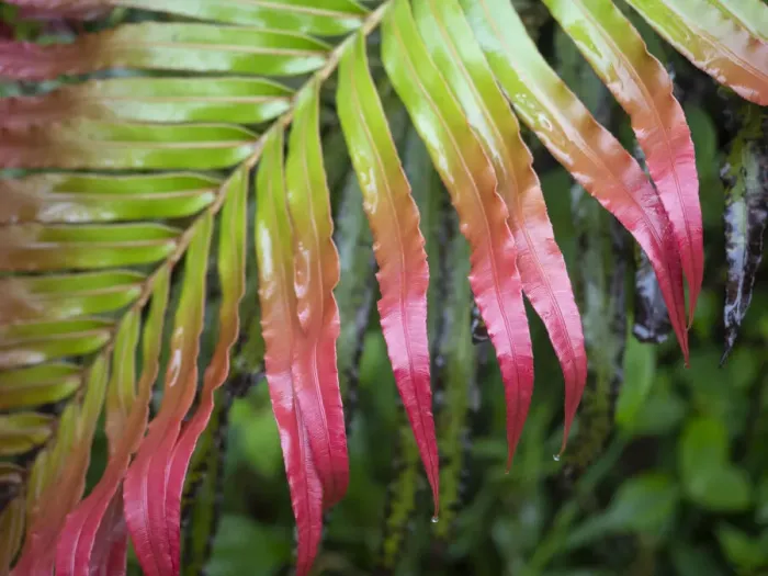 Framed Print : Fiji, Taveuni Island. Close-up of a red-tipped Fern Framed Print : Fiji, Taveuni Island. Close-up of a red-tipped Fern