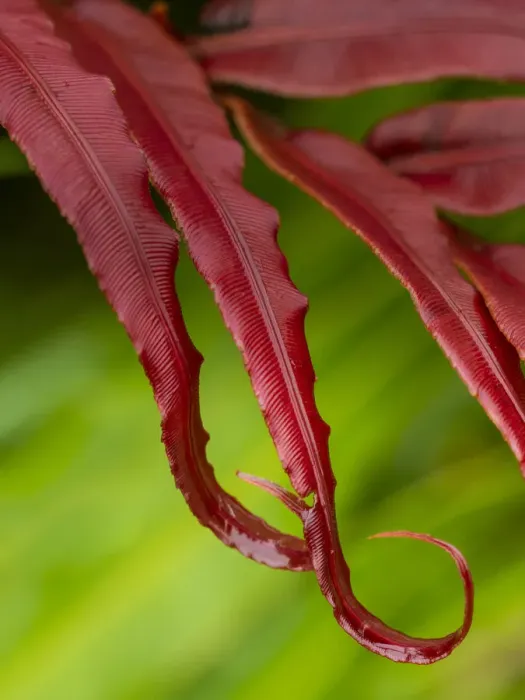 Framed Print : Fiji, Taveuni Island. Close-up of a red-tipped Fern Framed Print : Fiji, Taveuni Island. Close-up of a red-tipped Fern