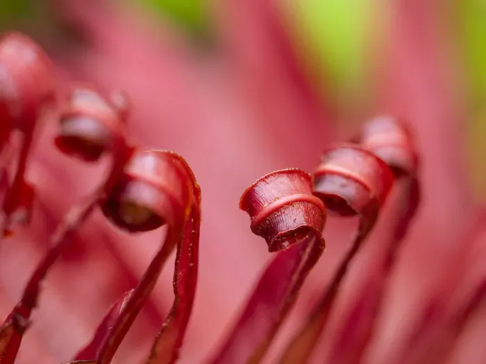 Framed Print : Fiji, Taveuni Island. Close-up of a red-tipped Fern Framed Print : Fiji, Taveuni Island. Close-up of a red-tipped Fern