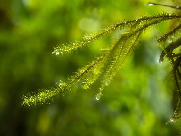 Fiji, Taveuni Island. Close-up of a small fern with water drops