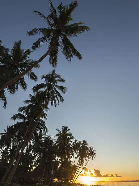 Fiji, Vanua Levu. Beach sunset with palm trees