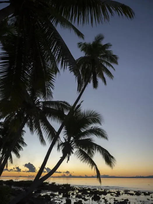 Framed Print : Fiji, Vanua Levu. Beach sunset with palm trees