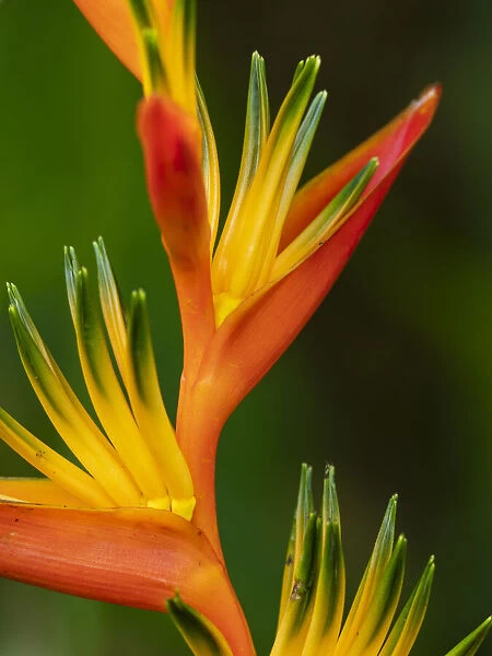 Fiji, Vanua Levu. Close-up of Bird Of Paradise plant