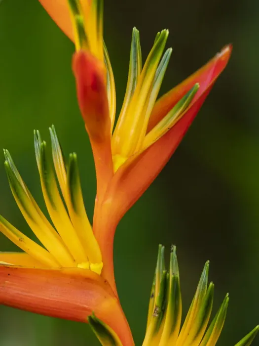 Framed Print : Fiji, Vanua Levu. Close-up of Bird Of Paradise plant Framed Print : Fiji, Vanua Levu. Close-up of Bird Of Paradise plant