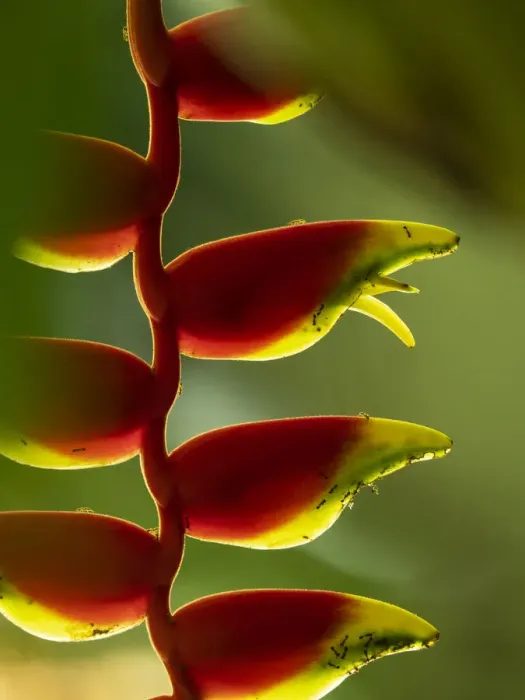 Framed Print : Fiji, Vanua Levu. Close-up of Heliconia plant