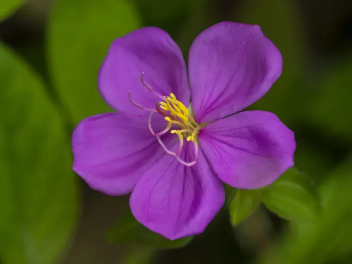Framed Print : Fiji, Vanua Levu. Purple flower with yellow stamens Framed Print : Fiji, Vanua Levu. Purple flower with yellow stamens