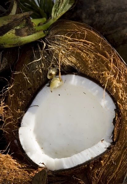 Fiji, Vanua Levu, Savusavu. Detailed view of a split coconut