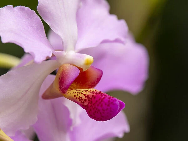 Fiji, Viti Levu. Pink orchid close-up