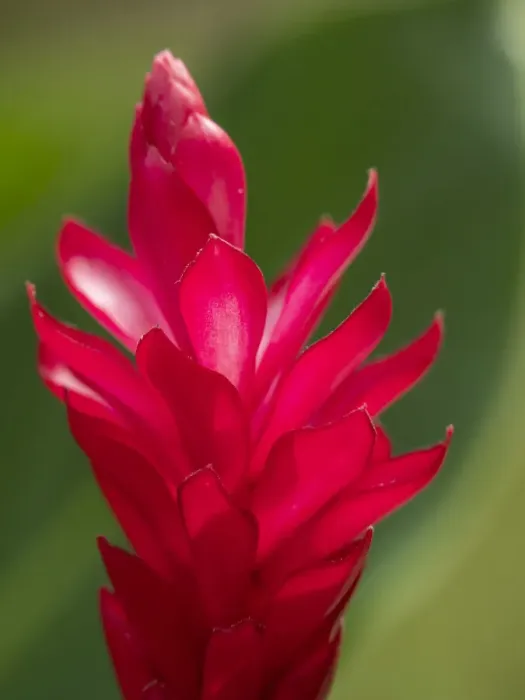 Framed Print : Fiji, Viti Levu. Red Ginger Flower (Alpinia purpurata) Framed Print : Fiji, Viti Levu. Red Ginger Flower (Alpinia purpurata)