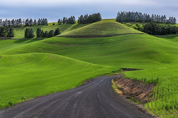 Filan gravel road in rolling hills of wheat near Colfax, Washington State, USA
