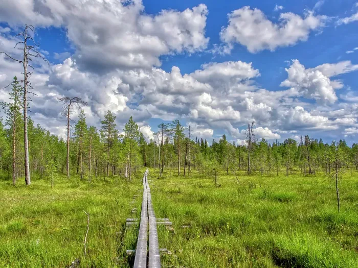 Framed Print : Finland, Kuusamo, Oulanka National Park. Elevated path crossing a marsh Framed Print : Finland, Kuusamo, Oulanka National Park. Elevated path crossing a marsh