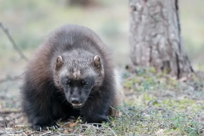 Framed Print : Finland, Northern Karelia Region, Lieksa, wolverine, Gulo gulo. Portrait of a wolverine Framed Print : Finland, Northern Karelia Region, Lieksa, wolverine, Gulo gulo. Portrait of a wolverine