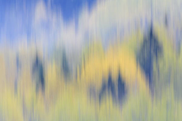 Finland, Nuuksio National Park. Abstract of fall color of spruce and hemlock trees