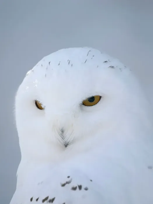 Framed Print : Finland, Ranua Wildlife Park. Snowy owl during winter Framed Print : Finland, Ranua Wildlife Park. Snowy owl during winter