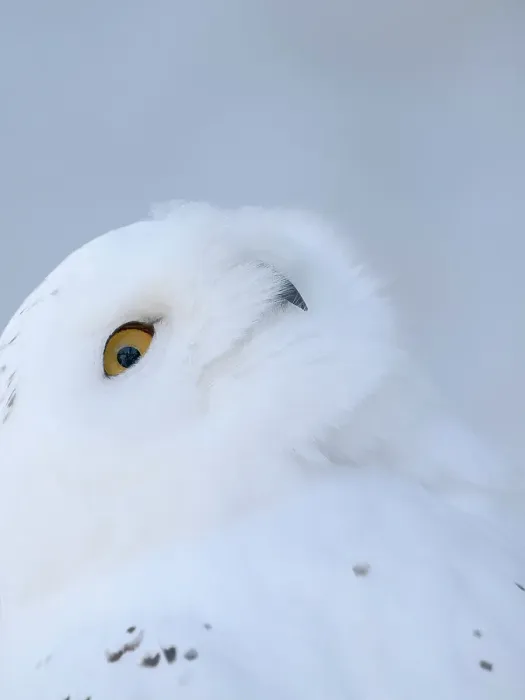 Framed Print : Finland, Ranua Wildlife Park. Snowy owl during winter Framed Print : Finland, Ranua Wildlife Park. Snowy owl during winter