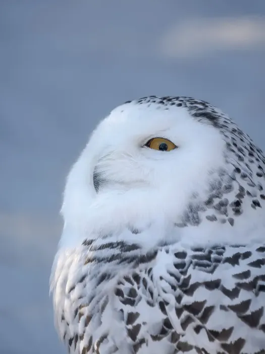 Framed Print : Finland, Ranua Wildlife Park. Snowy owl during winter Framed Print : Finland, Ranua Wildlife Park. Snowy owl during winter