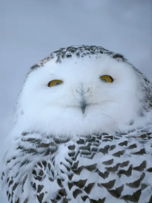 Framed Print : Finland, Ranua Wildlife Park. Snowy owl during winter