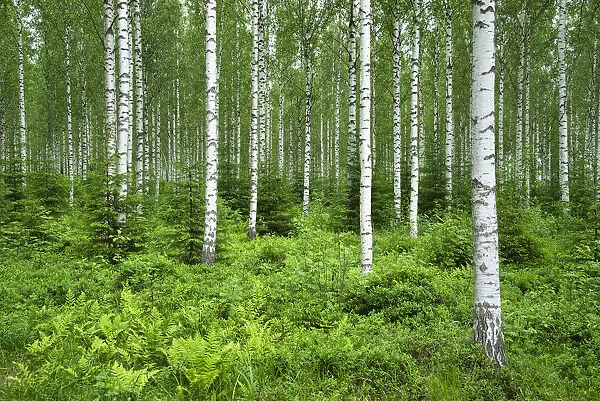 Finlandia, Savonlinna, birches forest