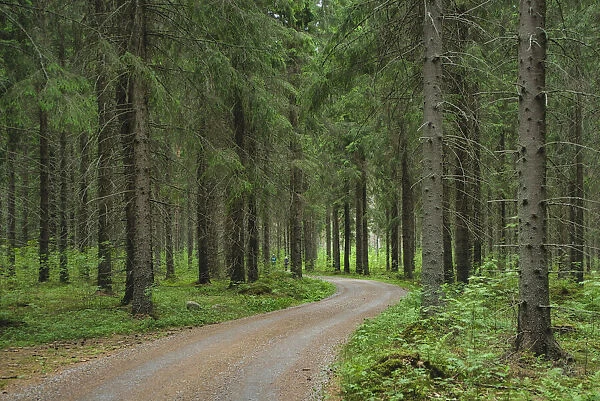 Finlandia, Savonlinna, dirt road in a spruce forest