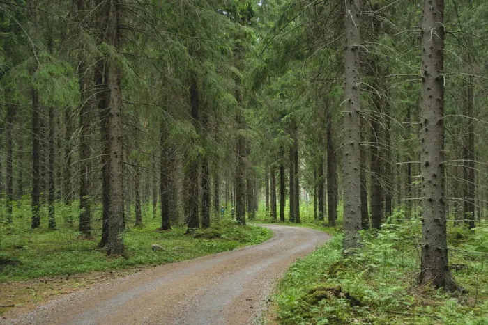 Framed Print : Finlandia, Savonlinna, dirt road in a spruce forest Framed Print : Finlandia, Savonlinna, dirt road in a spruce forest