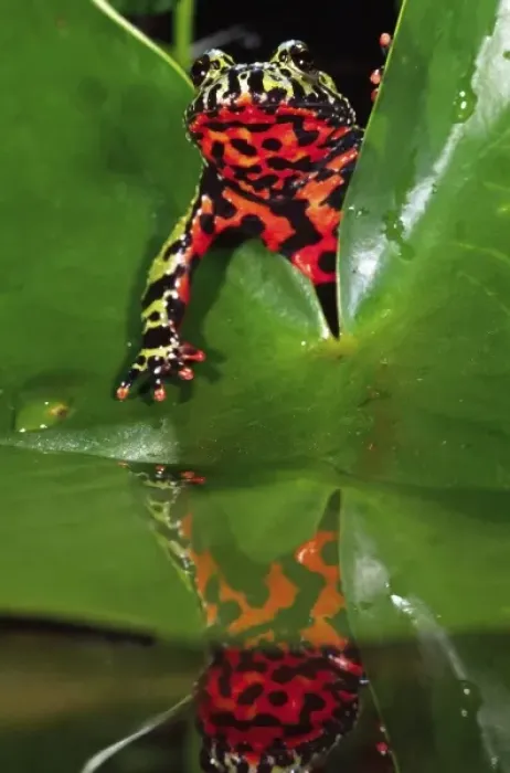 Framed Print : Fire Belly Toad, Bombina orientalis, Native to N. E. China