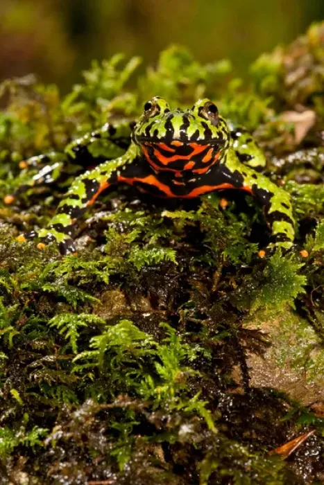 Framed Print : Fire Belly Toad Bombina orientalis Native to Korea and NE China Framed Print : Fire Belly Toad Bombina orientalis Native to Korea and NE China