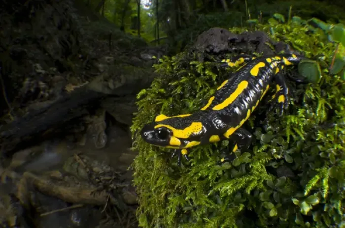Framed Print : Fire Salamander (Salamandra salamandra), Switzerland Fire Salamander (Salamandra