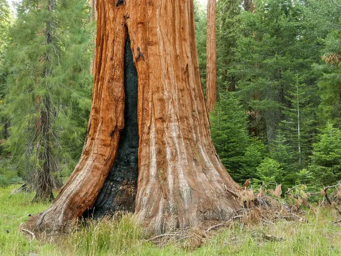 Framed Print : Fire scar on base of giant sequoia, Sequoia National Park, California