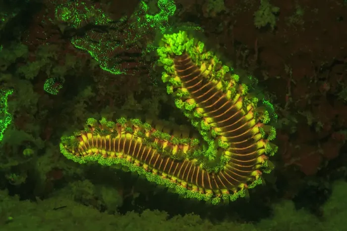 Framed Print : Fire Worm, Night Fluorescing, Bonaire, Caribbean Framed Print : Fire Worm, Night Fluorescing, Bonaire, Caribbean
