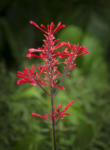 Firespike in bloom, Odontonema strictum, native to south Florida