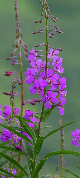 Framed Print : Fireweed abounds in the tundra of Hatcher Pass, Talkeetna Mountains Framed Print : Fireweed abounds in the tundra of Hatcher Pass, Talkeetna Mountains