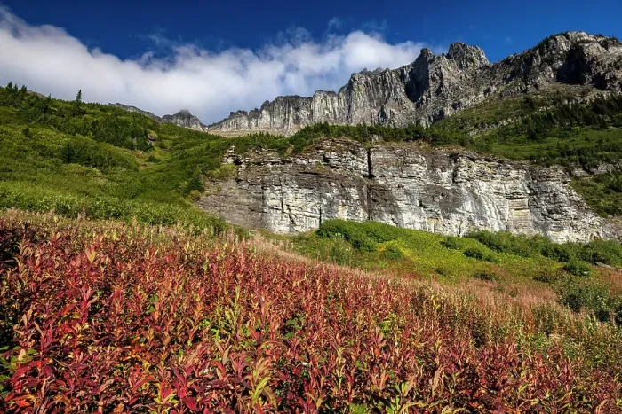 Framed Print : Fireweed in autumn color below the Garden Wall in Glacier National Park, Montana, USA