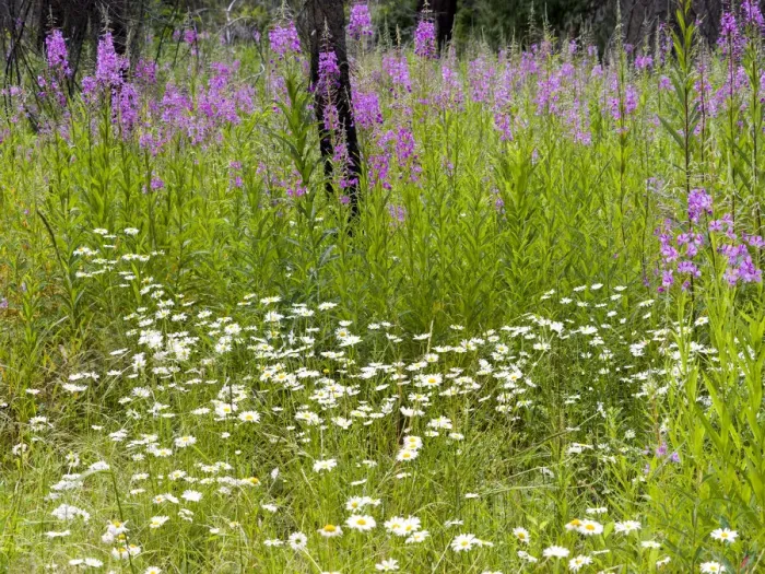 Framed Print : Fireweed blooming in the forest Framed Print : Fireweed blooming in the forest