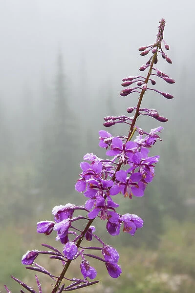 Fireweed, frosty covering