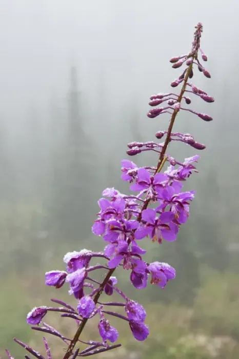 Framed Print : Fireweed, frosty covering