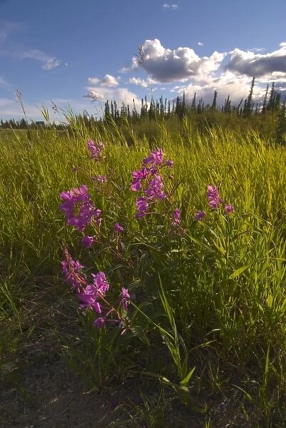 Fireweed and panorama of grasses river and snow caped mountains along the Richardson