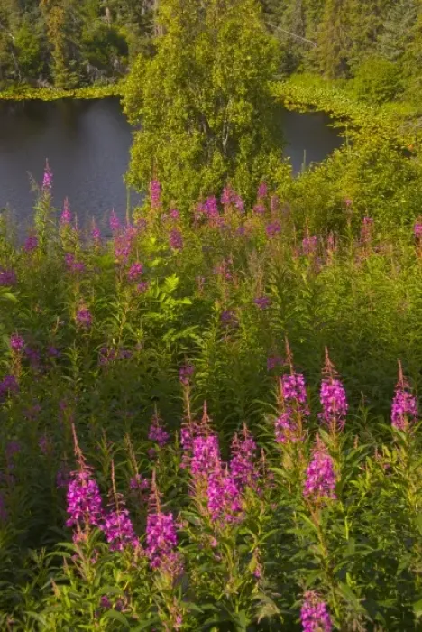 Framed Print : Fireweed and pond at Halibut Cove Framed Print : Fireweed and pond at Halibut Cove