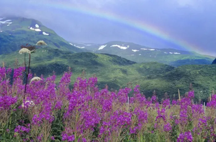 Framed Print : Fireweed & Rainbow, distant snow covered mountain, Kodiak National Wildlife Refuge Framed Print : Fireweed & Rainbow, distant snow covered mountain, Kodiak National Wildlife Refuge