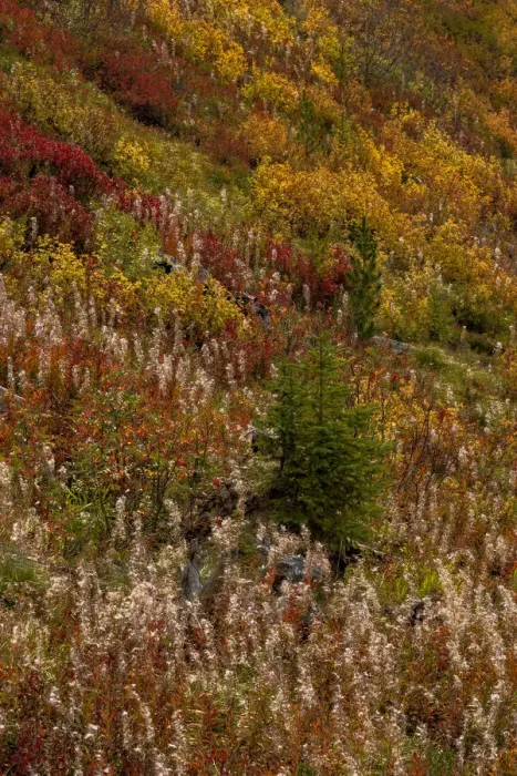 Framed Print : Fireweed and underbrush in autumn hues in the Jewel Basin Hiking Area of the Flathead National Forest, Montana, USA