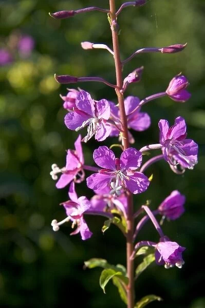 Fireweed wildflower also known as blooming Sally in New Brunswick, Canada