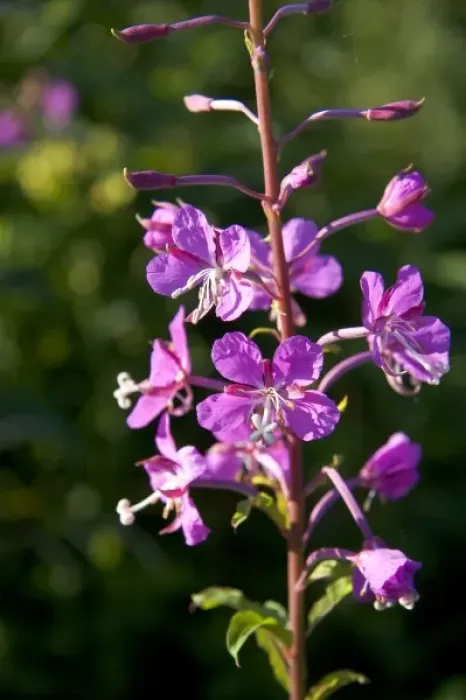 Framed Print : Fireweed wildflower also known as blooming Sally in New Brunswick, Canada