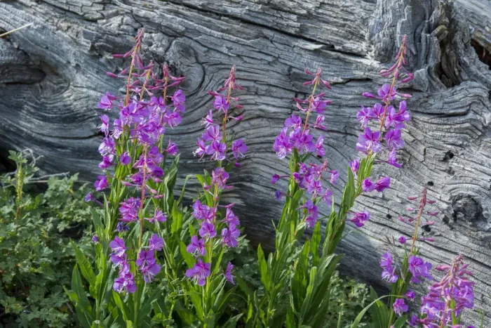 Framed Print : Fireweed wildflowers in Absaroka Mountains near Cody and Meeteetse, Wyoming, USA Framed Print : Fireweed wildflowers in Absaroka Mountains near Cody and Meeteetse, Wyoming, USA