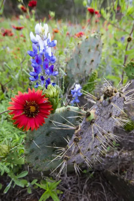 Framed Print : Firewheels and Bluebonnets with Prickly Pear Cactus Framed Print : Firewheels and Bluebonnets with Prickly Pear Cactus
