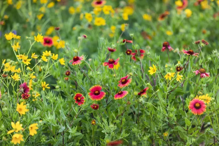 Framed Print : Firewheels (Gaillardia pulchella) in bloom Framed Print : Firewheels (Gaillardia pulchella) in bloom
