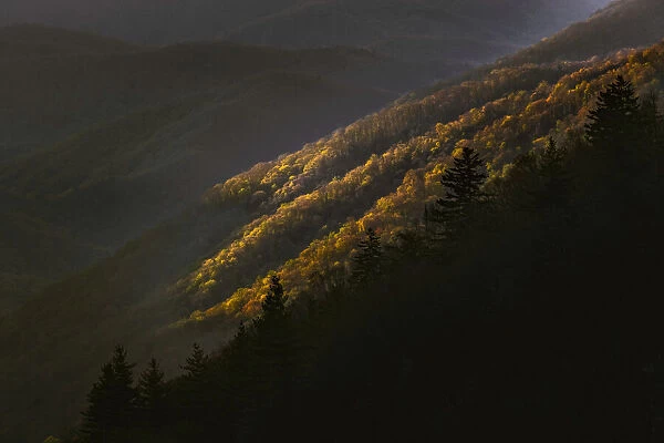 First light in the morning on early spring trees, Oconaluftee Valley, Great Smoky Mountains National Park, North Carolina